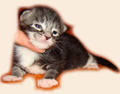      Catsvill County